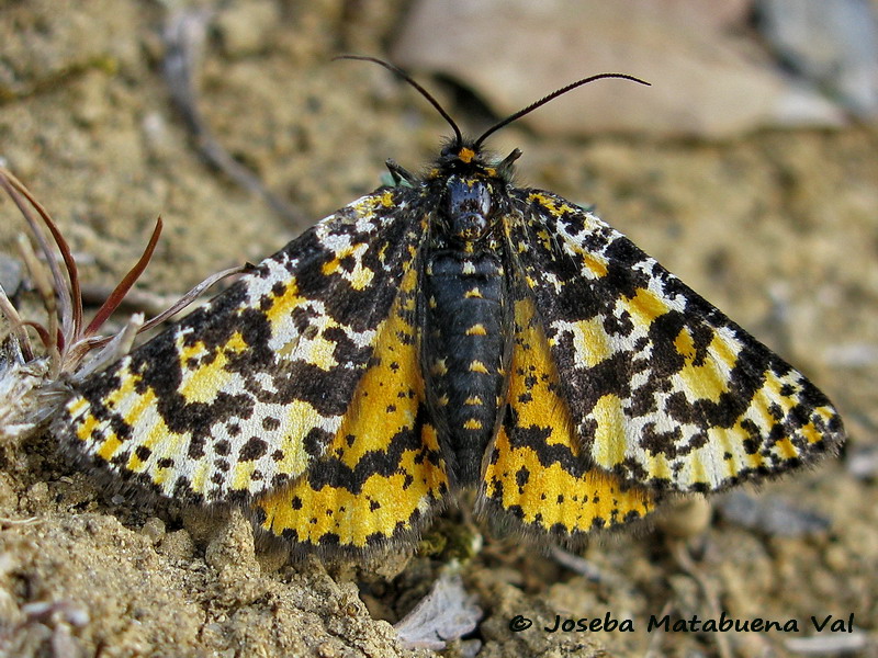Eurranthis plummistaria - Geometridae (maschio e femmina)